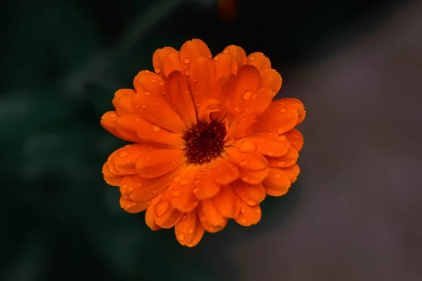 Крупный План Оранжевого Цветка Календаря Растущего Саду Зеленом Фоне — стоковое фото