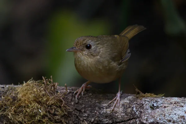 Buff breasted Babbler bird on a log looking cute