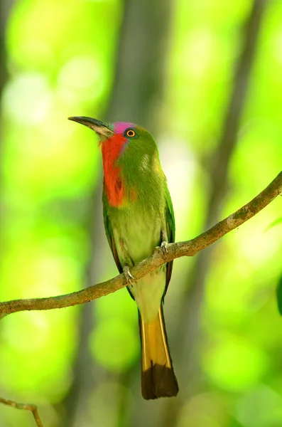 Green Bird Red Breast Hunting Bugs Beetles Feed Chicks — Stock Photo, Image