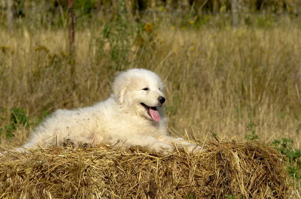 Cute White Shepherd Dog Lying Meadow — Stock Photo, Image