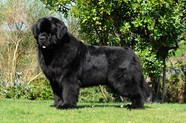 A beautiful shot of a Newfoundland dog outdoors during the day