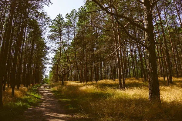 Ένας Δρόμος Στο Δάσος Στο Curonian Spit Λιθουανία — Φωτογραφία Αρχείου