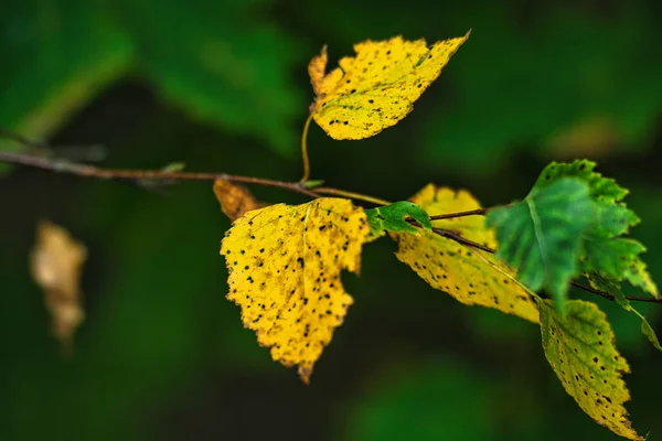 Eine Nahaufnahme Von Schönen Getrockneten Herbstblättern Einem Wald — Stockfoto