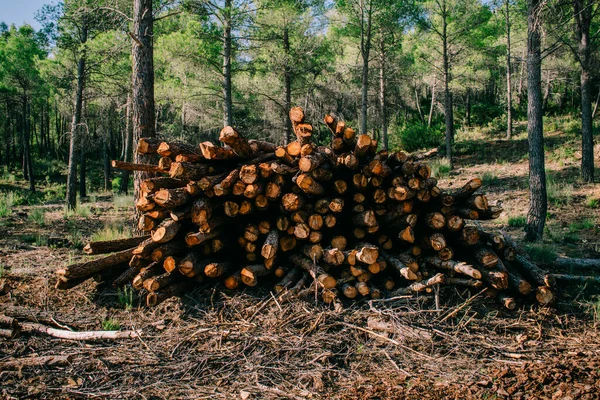 Ormanda Bir Odun Yığını — Stok fotoğraf