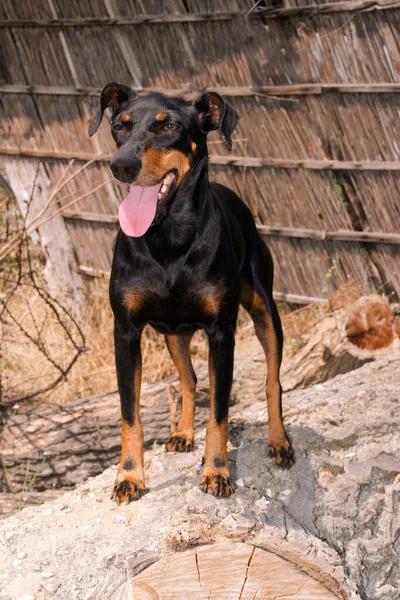 Een Verticaal Schot Van Een Manchester Terrier Hond — Stockfoto