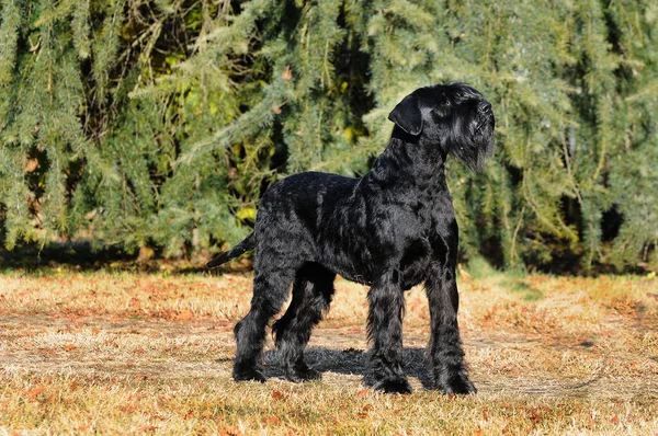 Egy Fekete Óriás Schnauzer Kutya Zöld Parkban — Stock Fotó