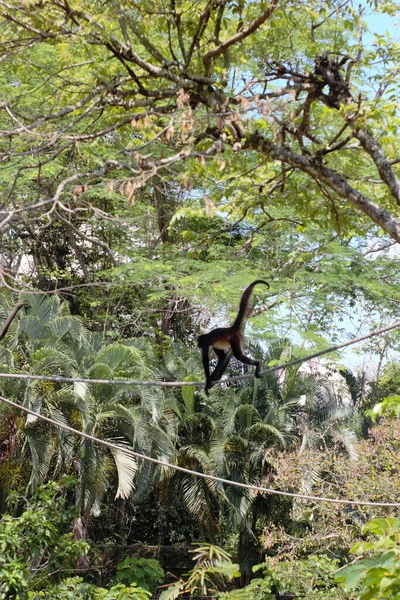Pionowe Ujęcie Małpy Chodzącej Linie Lesie — Zdjęcie stockowe