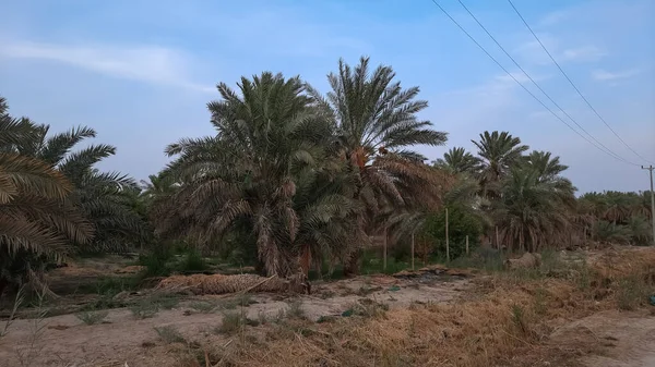 Una Vista Panoramica Palme Lussureggianti Area Asciutta Tramonto — Foto Stock