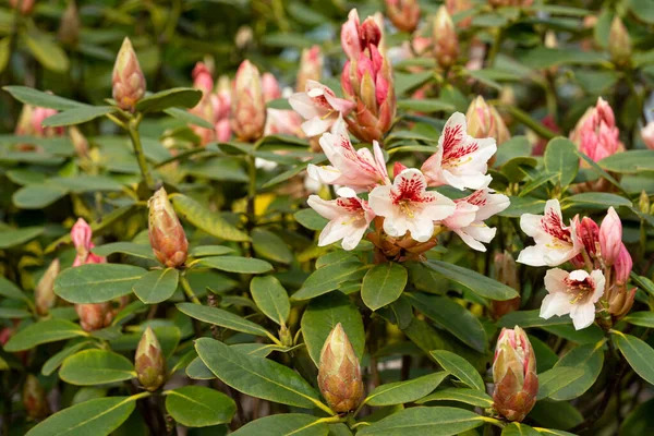 Rhododendron Hybrid Rhododendron Hybrid Primer Plano Cabeza Flor — Foto de Stock