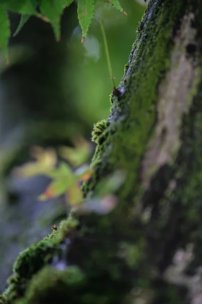 苔に覆われた樹皮の垂直閉鎖ショット — ストック写真