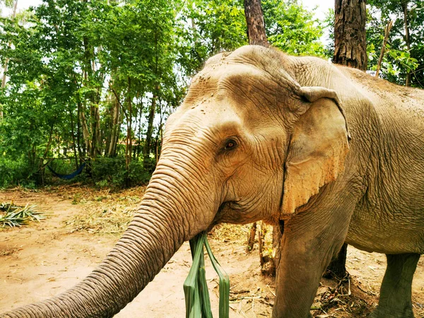Крупный План Слона Поедающего Траву Лесу Высокими Деревьями — стоковое фото