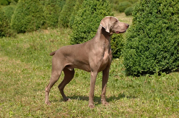 Piękne Ujęcie Psa Weimaraner Świeżym Powietrzu Ciągu Dnia — Zdjęcie stockowe