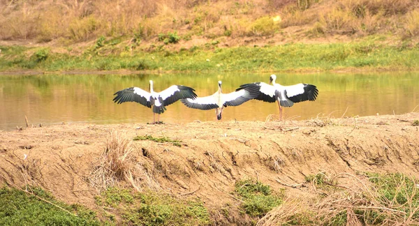 Beautiful Image Three White Stork Ciconia Ciconia Standing Pond Dike — Stock Photo, Image