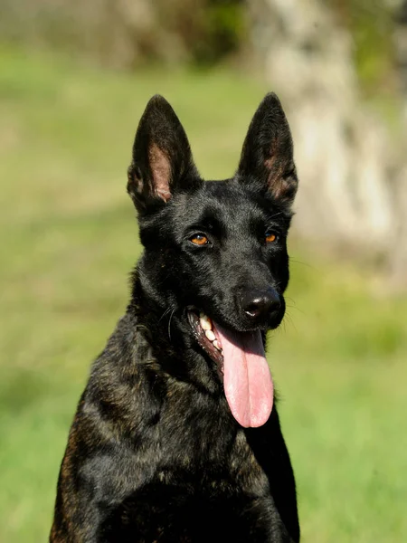 屋外の黒いオランダの羊飼いの犬 — ストック写真