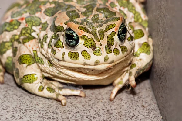 カメラをまっすぐに見て緑のカエルのクローズアップショット — ストック写真