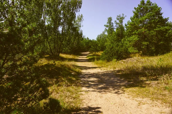 Uma Estrada Floresta Curonian Spit Lituânia — Fotografia de Stock