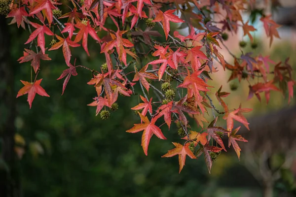 Eine Nahaufnahme Von Ästen Mit Ahornblättern Herbst — Stockfoto