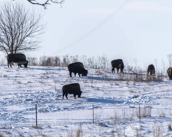 Una Vista Una Manada Bisonte Americano Negro Una Tierra Nevada —  Fotos de Stock