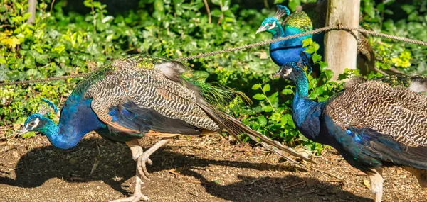 Tre Påfåglar Campo Grandes Allmänna Trädgård Valladolid Spanien — Stockfoto
