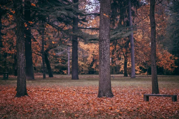 Uma Bela Vista Uma Paisagem Outono Com Muitas Árvores Folhas — Fotografia de Stock