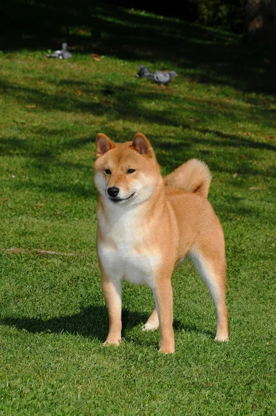 Vertikální Záběr Červeného Psa Shiba Stojícího Trávníku — Stock fotografie