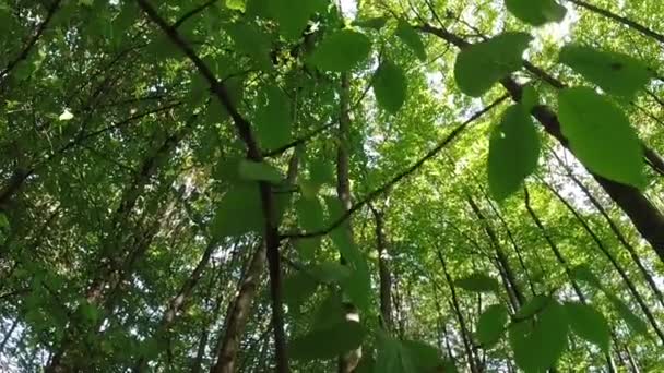 Vista Desde Parte Inferior Hasta Parte Superior Los Árboles Bosque — Vídeos de Stock