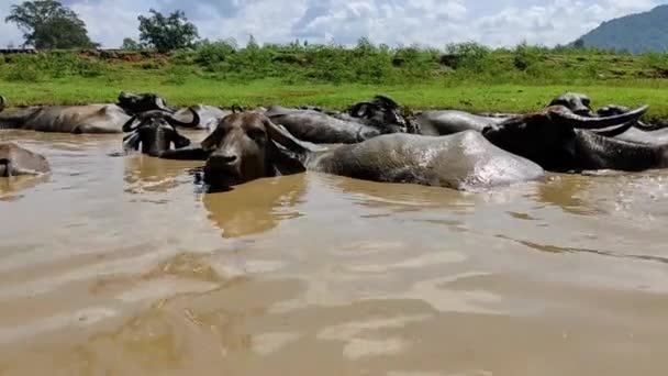 African Buffalo Hippopotamus River Water Mammal Wildlife Animals Fauna — Stock Video