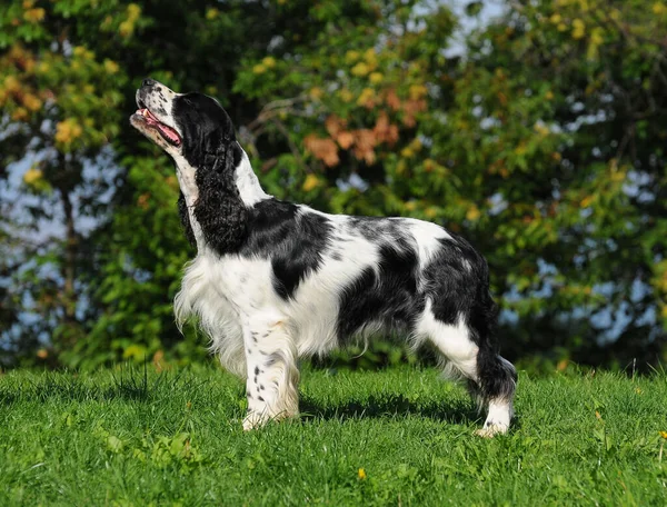 一个可爱的英国斯普林格猎犬在白天 — 图库照片