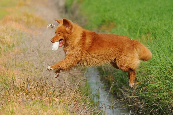 Ein Nova Scotia Duck Tolling Retriever Freien — Stockfoto