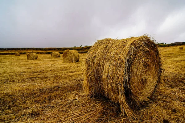 Vacker Bild Ett Vetefält Efter Skörd Den Molniga Himlen — Stockfoto