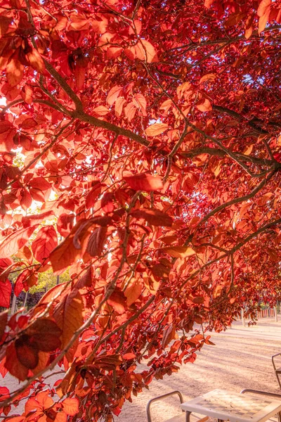 Красные Листья Дерева Парке Время Осеннего Сезона — стоковое фото