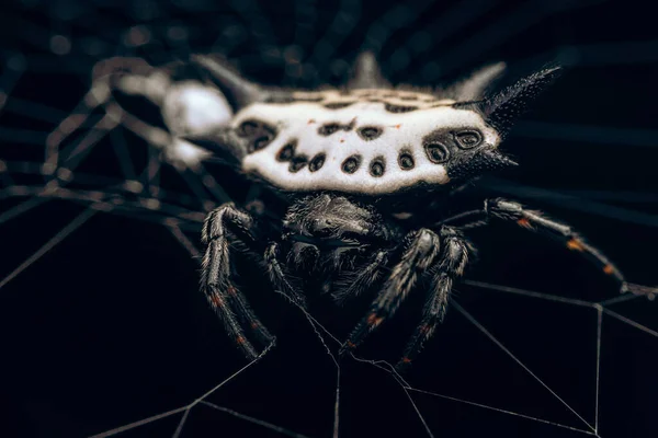 クモの糸で編まれたクローズアップショット — ストック写真