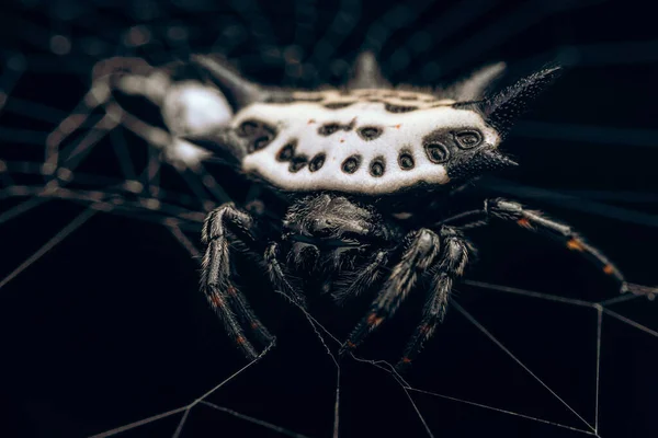 Closeup Shot Spiny Backed Orb Weaver — Stock Photo, Image