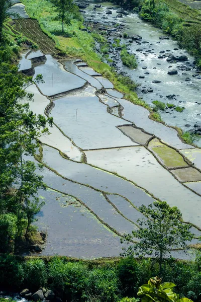 Colpo Verticale Una Bella Valle Ricefield Sulawesi Indonesia — Foto Stock
