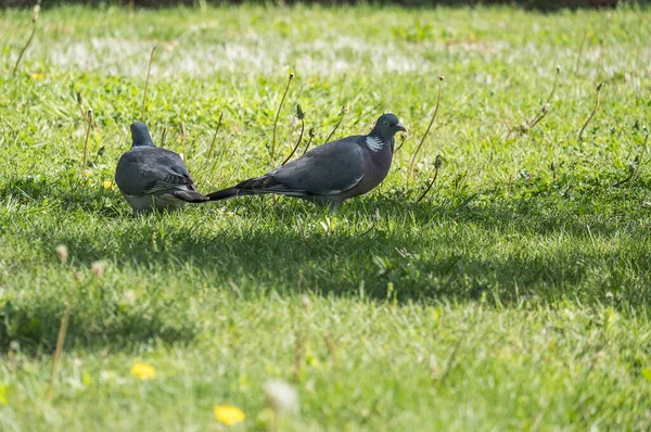 Dois Pombos Chão Parque Dia Sol — Fotografia de Stock