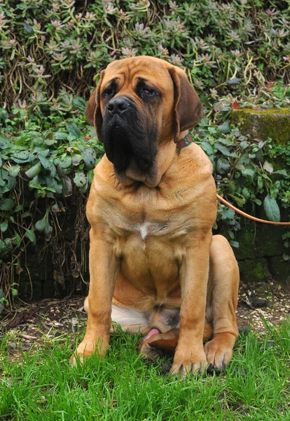 Ένα Πορτραίτο Ενός Σκύλου Μαστίφ Που Κάθεται Στον Κήπο — Φωτογραφία Αρχείου