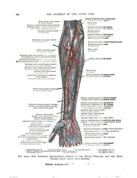 Una Ilustración Las Arterias Extremidad Superior Libro Texto Anatomía Del —  Fotos de Stock