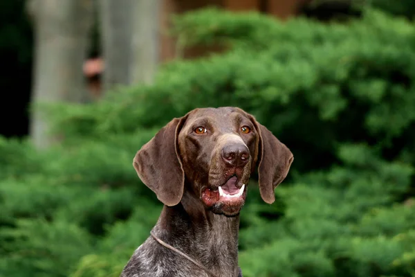 屋外で茶色のドイツの短髪ポインタ犬の肖像画 — ストック写真
