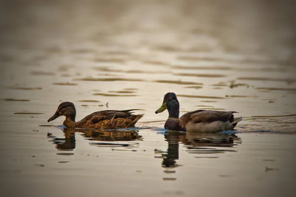 Une Sélection Canards Pataugeant Dans Une Rivière Sale — Photo