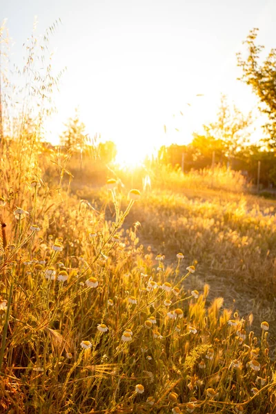 Çayırdaki Çimenler Sabah Güneşiyle — Stok fotoğraf