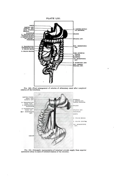 ヴィンテージ解剖学書 石灰運河の動脈の最終配置 優れた中性動脈からの腸動脈供給 — ストック写真