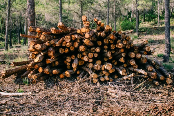 Stack Wood Logs Forest — Stock Photo, Image