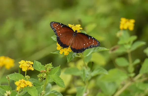 Closeup Shot Queen Butterfly Danaus Gilippus Feeding Lantana Flowers — Stock Photo, Image