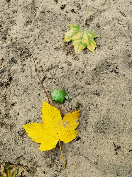Желтые Листья Земле — стоковое фото