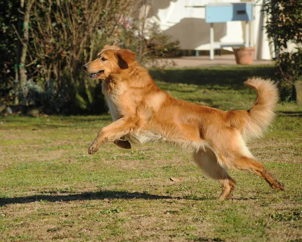 Cane Adulto Hovawart Esecuzione Allenamento Sul Prato — Foto Stock