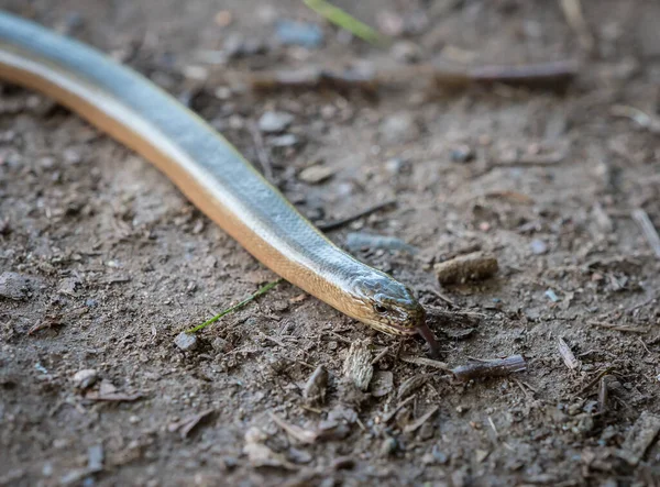 Closeup Thunder Snake Crawling Ground — Stock Photo, Image