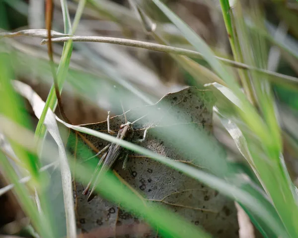 Gros Plan Grillon Brousse Tettigoniidae Dans Joli Jardin — Photo