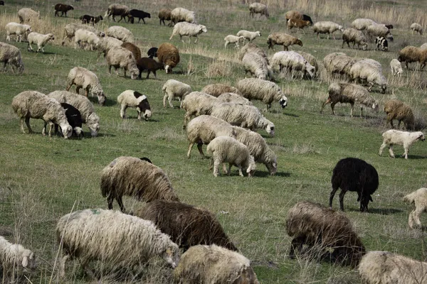 Eine Schafherde Weidet Auf Der Grünen Wiese Auf Dem Land — Stockfoto