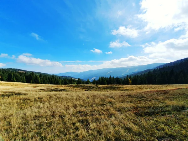 Ein Trockenes Grasfeld Mit Grünem Dichten Wald Und Hügeln Hintergrund — Stockfoto