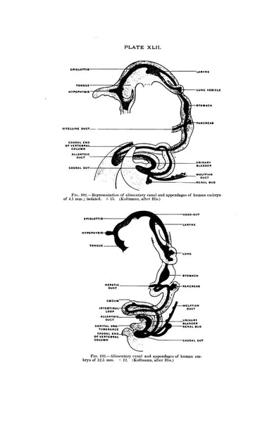 Representation Alimentary Canal Appendages Human Embryo — Stock Photo, Image